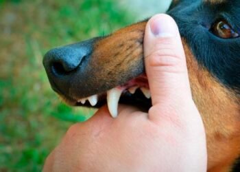 Perro es detenido por morder a tres niños en escuela primaria