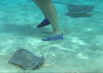 ¿Qué hacer si te pica una mantarraya? Doctora emite recomendaciones