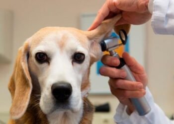 Aprueban dictamen para reforzar protección animal en CDMX