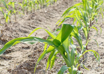 Escasez de agua afectará precios de productos: economista