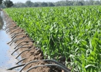 Productores esperan más lluvias en Valle de Guaymas y Empalme