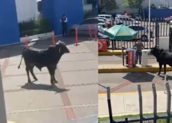 Toro se mete a una universidad privada y sorprende a estudiantes