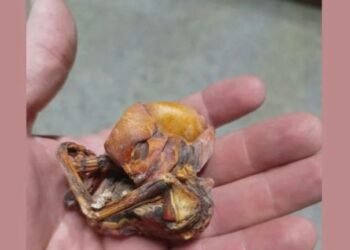 Objeto misterioso encontrado en el Cerro de las Mitras: Foto de criatura extraña causa revuelo en redes sociales