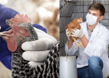 Alerta máxima por influenza aviar en México; EU reporta caso humano