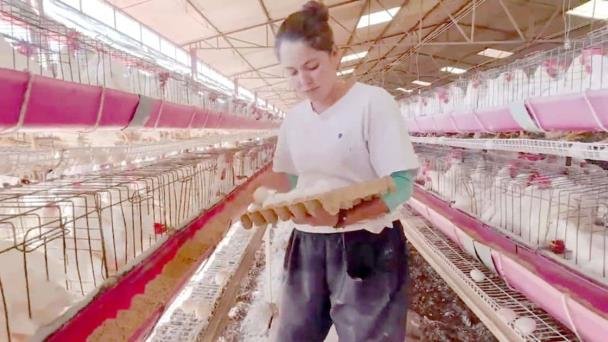 México está totalmente libre de influenza aviar; logro con impacto en Sonora México está totalmente libre de influenza aviar; logro con impacto en Sonora