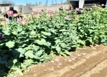 Mesa Estatal descubre 53 plantas de amapolas en domicilio de Altar