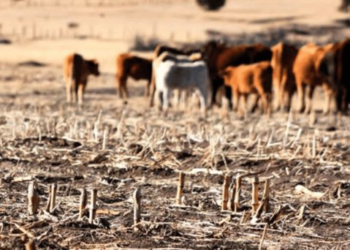 Sequía en Sonora amenaza la producción de carne