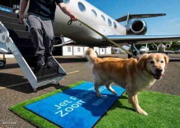 ¡Viaja como un rey con tu perro! Llega Bark Air, la aerolínea exclusiva para lomitos y sus humanos