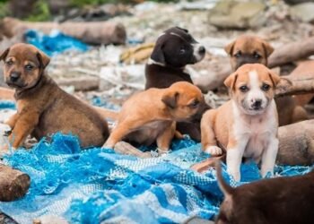 ¡50 perritos buscan un hogar amoroso en la Primera Feria de Adopciones!