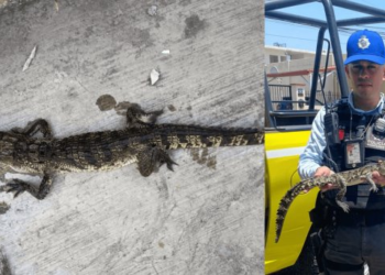 Rescatan a caimán que ingresó a vivienda para refrescarse