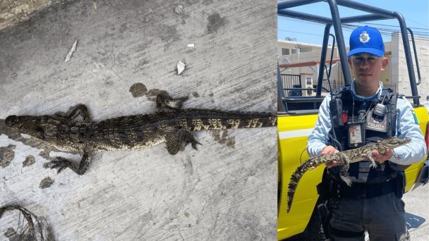 Rescatan a caimán que ingresó a vivienda para refrescarse Rescatan a caimán que ingresó a vivienda para refrescarse