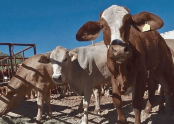 Producción de carne bovina se recupera en Sonora