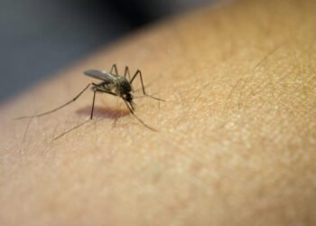 Aumentan casos de dengue en México; ¿cuántos acumula Sonora?