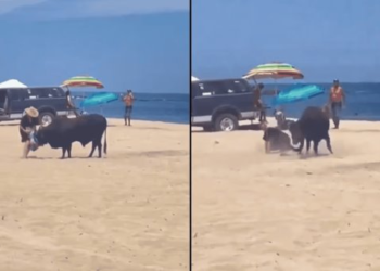 ¿Qué pasó en Los Cabos? Toro ataca a mujer en la playa