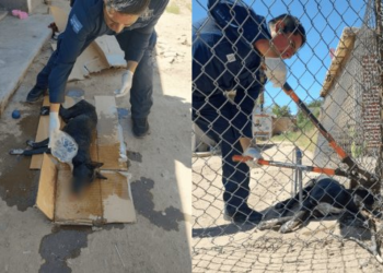 Hermosillo Rescatan a perro atrapado en la colonia Arco Iris