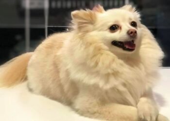 ¡Piden justicia para “Channel”! Investigan muerte de perrita en veterinaria de Hermosillo