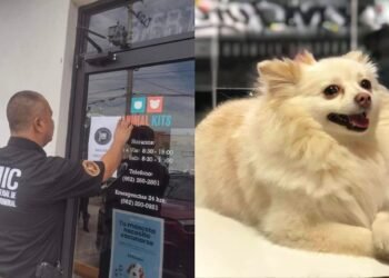 Clausuran Veterinaria por Presunta Negligencia que Causó la Muerte de Channel
