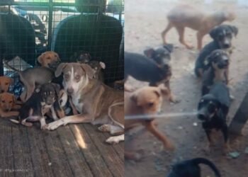 Rescatan a 16 perros en condiciones deplorables en Guaymas