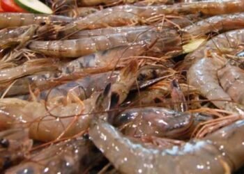 México se certifica para exportar camarón a EU