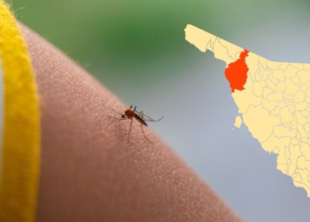 Casos de dengue en Sonora durante 2024; 8, todos en Caborca