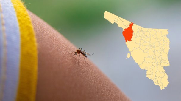 Casos de dengue en Sonora durante 2024; 8, todos en Caborca Casos de dengue en Sonora durante 2024; 8, todos en Caborca