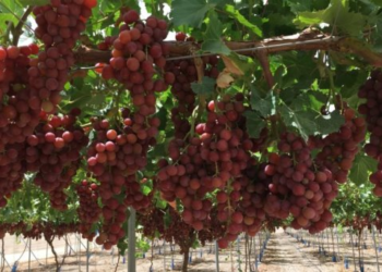 Sonora exportará más de 14 millones de cajas de uva de mesa