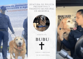 Murió Bubu, el perro policía recién jubilado de Hermosillo