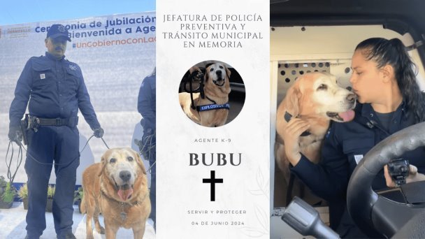 Murió Bubu, el perro policía recién jubilado de Hermosillo Murió Bubu, el perro policía recién jubilado de Hermosillo