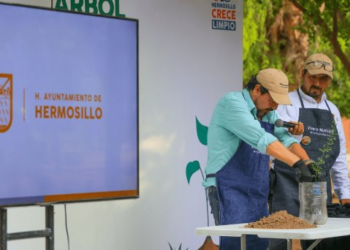 Feria del Árbol en Hermosillo regala 600 árboles nativos