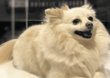 Revela FGJE Sonora causa de muerte de la perrita Channel