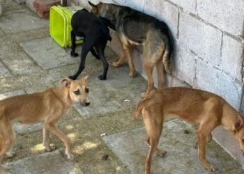 rescatan perros maltratados en San Marino