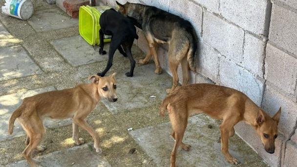 rescatan perros maltratados en San Marino rescatan perros maltratados en San Marino