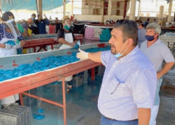 Guaymas y Empalme registran producción récord de aguamala