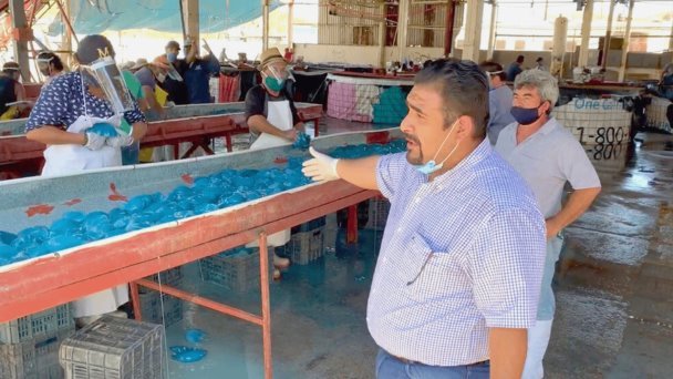 Guaymas y Empalme registran producción récord de aguamala Guaymas y Empalme registran producción récord de aguamala