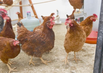 ¿Hay riesgo por influenza aviar en México?