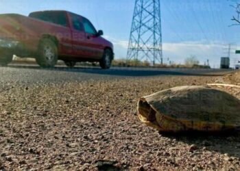alertan automovilistas por presencia de tortugas