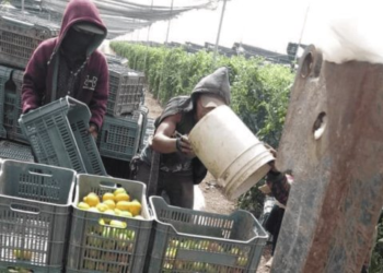 Estados con más violencia en zonas agrícolas