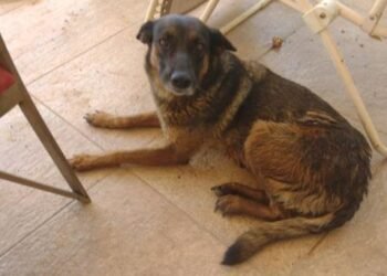 ¿Qué pasó en refugio de perros en Hermosillo?