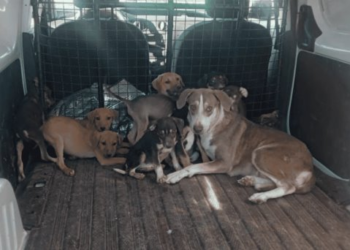 Rescatan a perros de probable maltrato animal en Guaymas