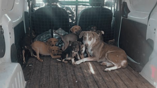 Rescatan a perros de probable maltrato animal en Guaymas Rescatan a perros de probable maltrato animal en Guaymas