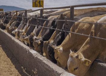 Se dispara el valor de la carne bovina