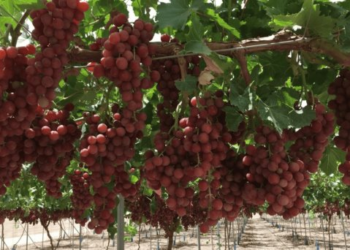 Proyecta cosecha récord de uva de mesa en Sonora