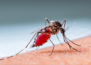 México enfrenta epidemia de dengue: Secretaría de Salud activa alertas