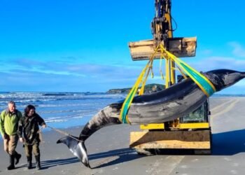 Descubren Cadáver de Ballena Extremadamente Rara en Nueva Zelanda