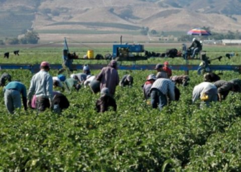 ¿Cuánto ganan los trabajadores agrícolas en Sonora?