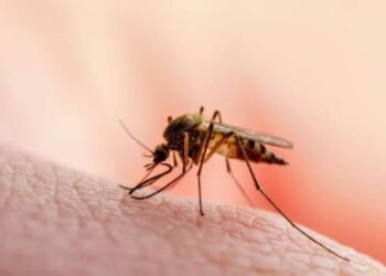 Casos de dengue en México durante primer semestre del 2024