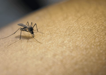 Sonora entre los estados con menor incidencia de dengue