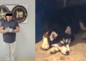 Detienen a hombre en Nogales por asesinar al perro de su vecina