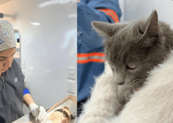Jornadas de esterilización de mascotas: Bienestar Animal