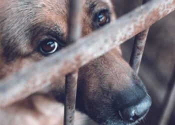 aumentan denuncian por maltrato animal